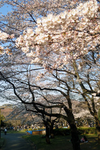 2011桜