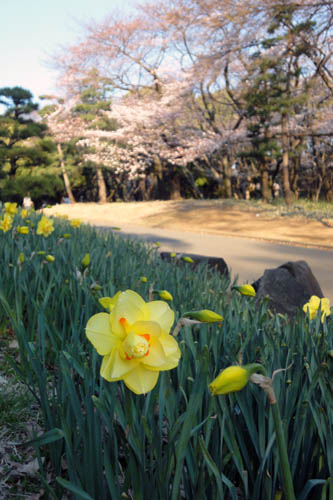 2011水仙と桜