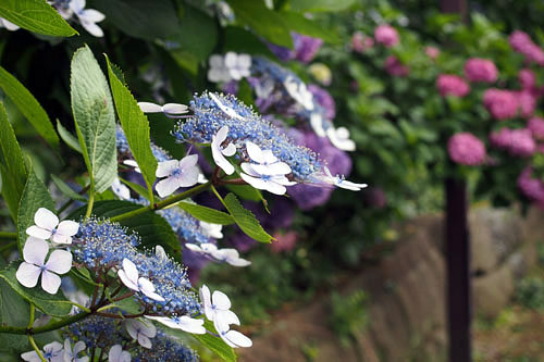 飛鳥山公園の紫陽花