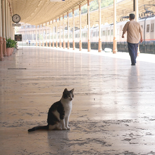 イスタンブール、シルケジ駅の猫