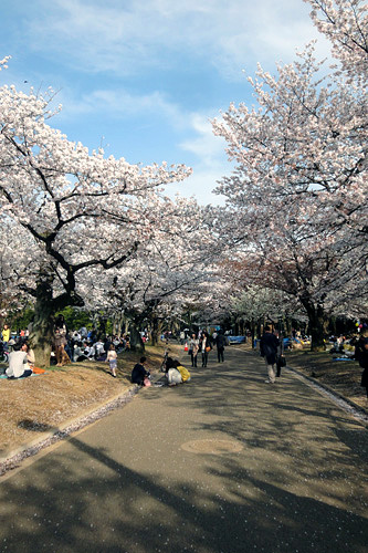 代々木公園の桜01