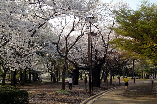 代々木公園の桜02