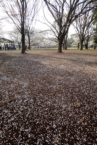 代々木公園の桜03