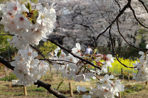 代々木公園の桜04