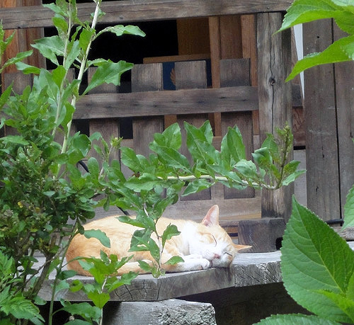 浄瑠璃寺の熟睡猫