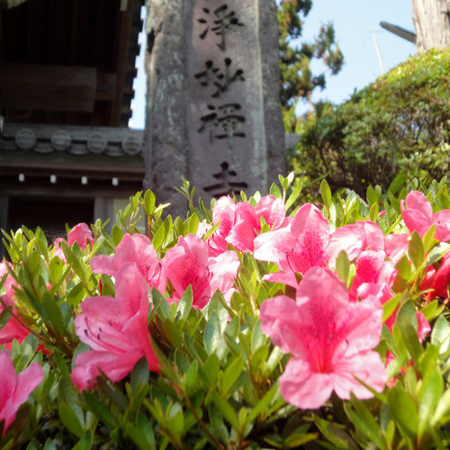 浄妙寺(鎌倉)のつつじ