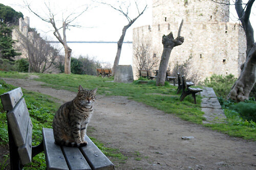 2013イスタンブール・ルメリヒサルで出会った猫
