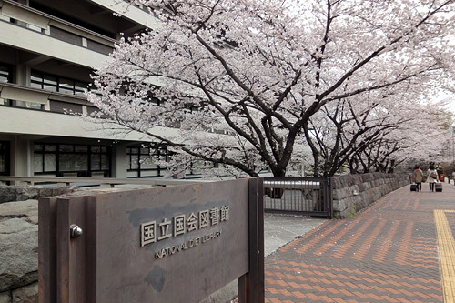 201303国会図書館前の桜