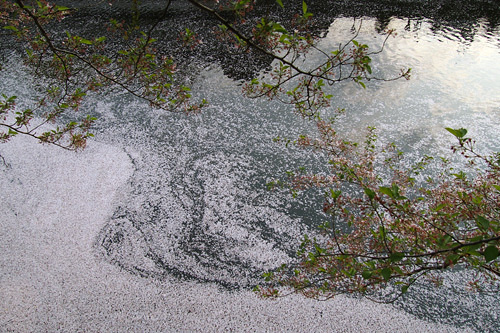 目黒川の花筏