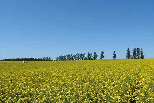 滝川市江部乙の菜の花