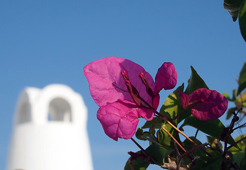 ギリシャ・サントリーニ島の花