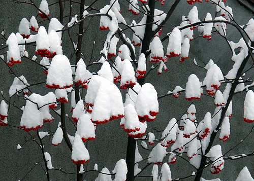 ななかまどの実に積もった雪