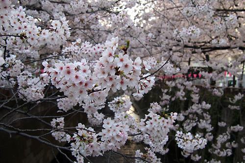 2015目黒川沿いの桜01