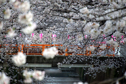 2015目黒川沿いの桜02.jpg