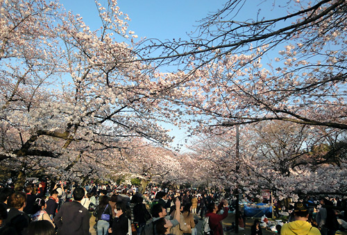 2015代々木公園の桜