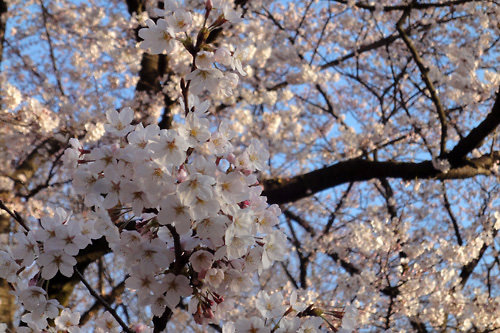 2015代々木公園の桜02