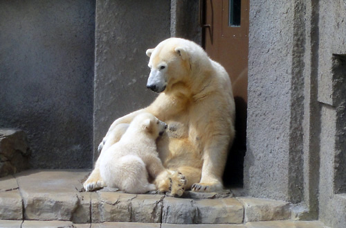 円山動物園のホッキョクグマ01.jpg