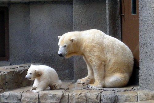 円山動物園のホッキョクグマ02.jpg