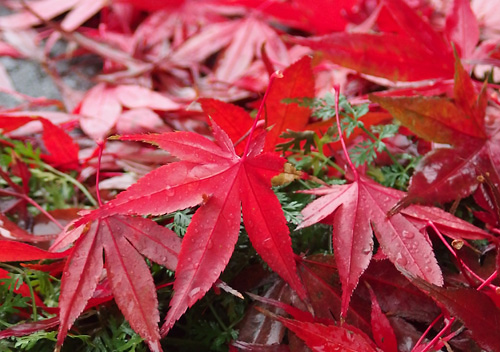 201511札幌のもみじ