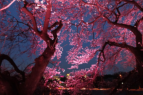 20160331千鳥ヶ淵の桜