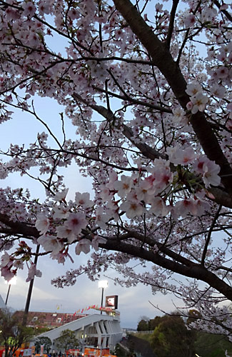 201704IAIスタジアム日本平の桜