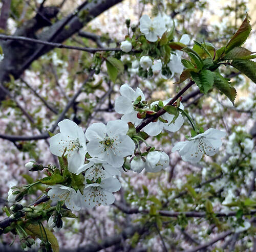 2020サクランボの花