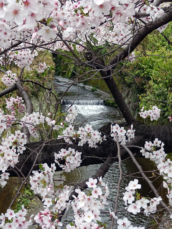 2024宇多野駅近くの川と桜