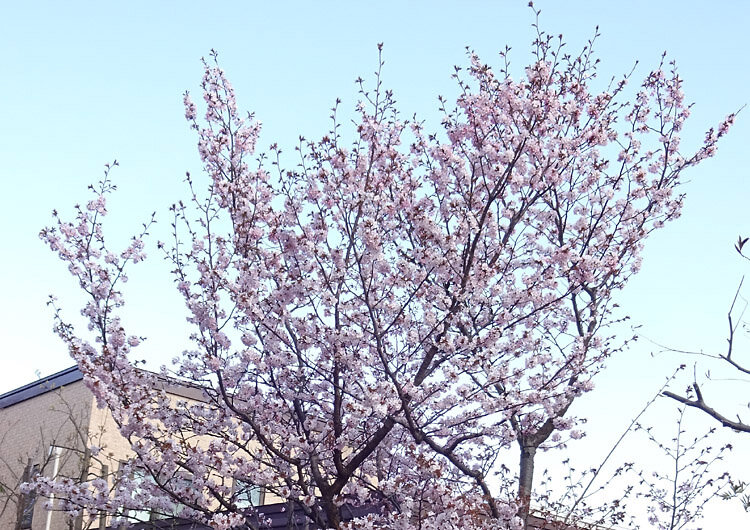 2024札幌の桜