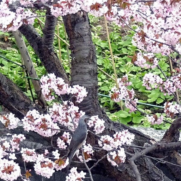 2024札幌の桜とヒヨドリ(？)
