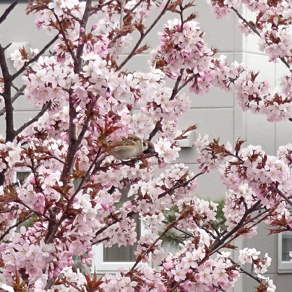 2024札幌の桜とスズメ