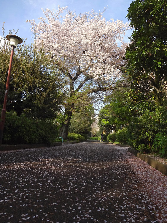 2024東京の桜