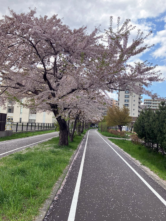 202505白石こころーど01