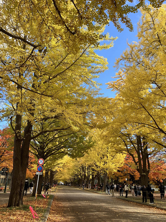 202511北大の紅葉02